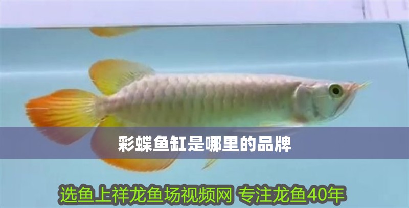 彩蝶魚缸是哪里的品牌