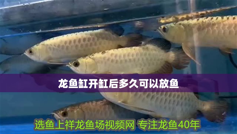 龍魚缸開缸后多久可以放魚