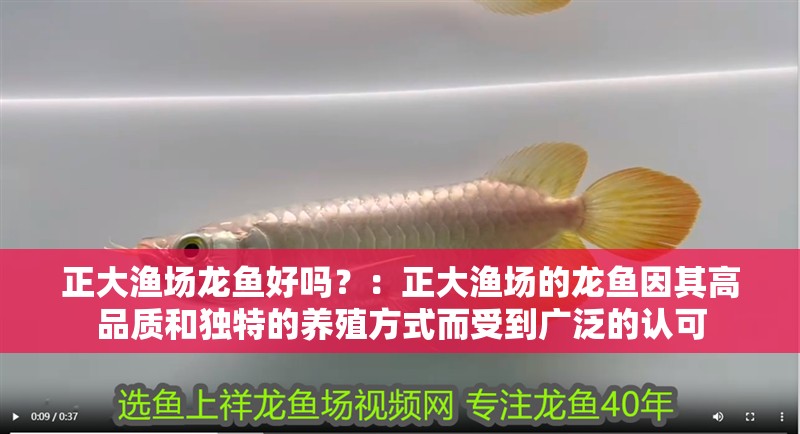 正大漁場龍魚好嗎？：正大漁場的龍魚因其高品質和獨特的養(yǎng)殖方式而受到廣泛的認可