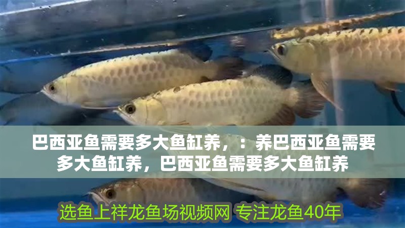 巴西亞魚需要多大魚缸養(yǎng)，：養(yǎng)巴西亞魚需要多大魚缸養(yǎng)，巴西亞魚需要多大魚缸養(yǎng)