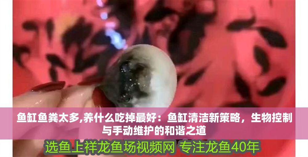 魚缸魚糞太多,養什么吃掉最好：魚缸清潔新策略，生物控制與手動維護的和諧之道