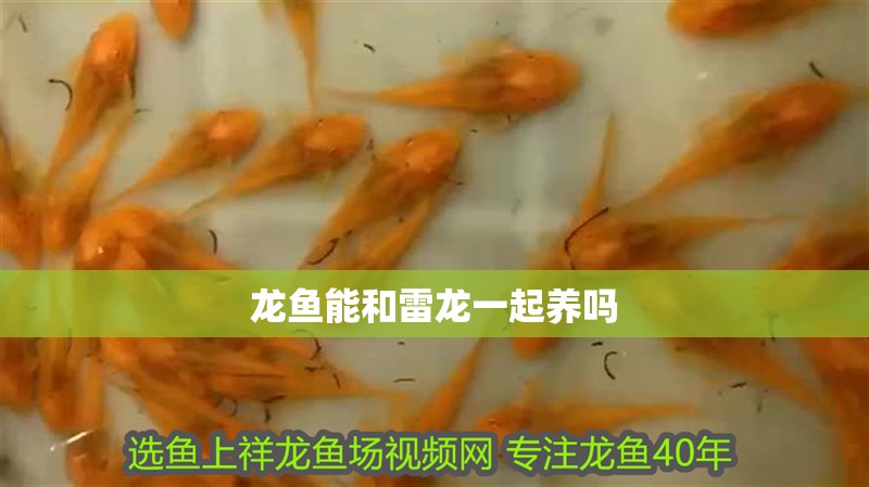 龍魚能和雷龍一起養(yǎng)嗎