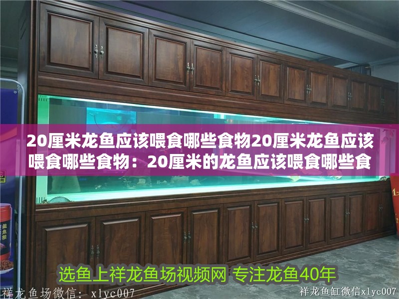 20厘米龍魚(yú)應(yīng)該喂食哪些食物20厘米龍魚(yú)應(yīng)該喂食哪些食物：20厘米的龍魚(yú)應(yīng)該喂食哪些食物