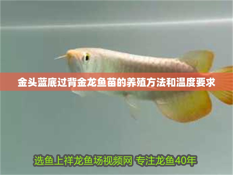 金頭藍底過背金龍魚苗的養(yǎng)殖方法和溫度要求