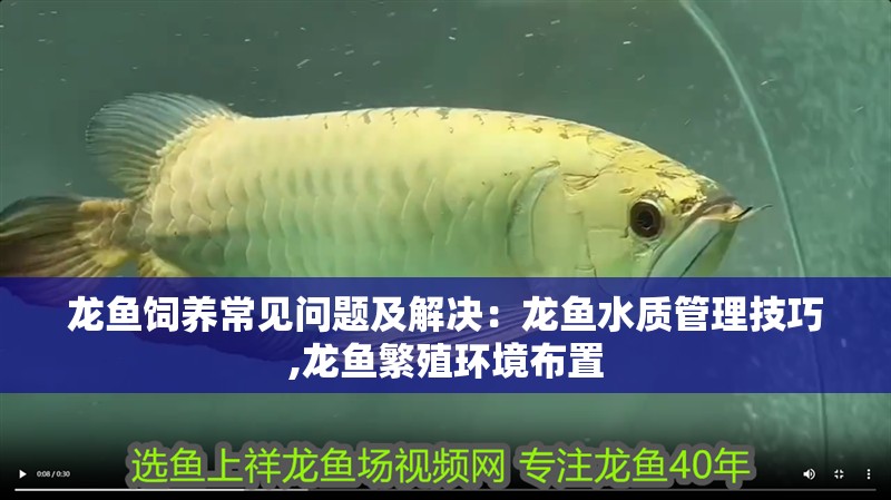 龍魚(yú)飼養(yǎng)常見(jiàn)問(wèn)題及解決：龍魚(yú)水質(zhì)管理技巧,龍魚(yú)繁殖環(huán)境布置