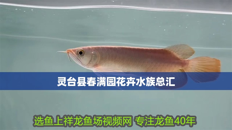 靈臺縣春滿園花卉水族總匯
