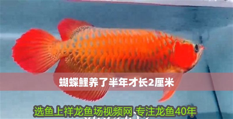 蝴蝶鯉養(yǎng)了半年才長2厘米