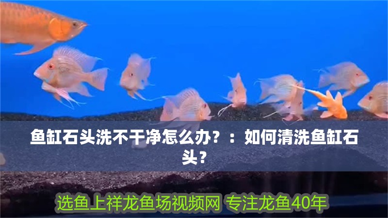魚缸石頭洗不干凈怎么辦？：如何清洗魚缸石頭？