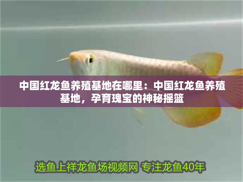 中國紅龍魚養(yǎng)殖基地在哪里：中國紅龍魚養(yǎng)殖基地，孕育瑰寶的神秘?fù)u籃