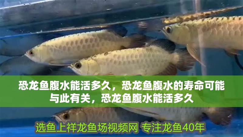 恐龍魚腹水能活多久，恐龍魚腹水的壽命可能與此有關，恐龍魚腹水能活多久