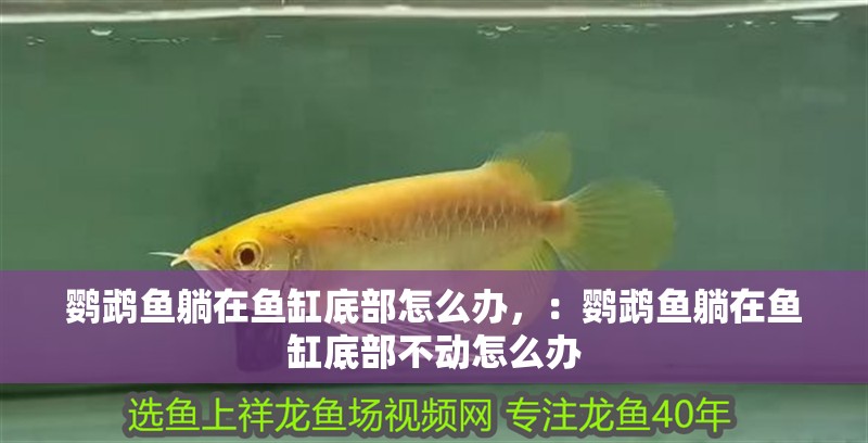 鸚鵡魚躺在魚缸底部怎么辦，：鸚鵡魚躺在魚缸底部不動怎么辦