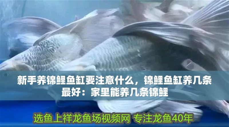 新手養錦鯉魚缸要注意什么，錦鯉魚缸養幾條最好：家里能養幾條錦鯉