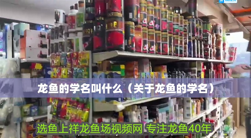 龍魚的學名叫什么（關于龍魚的學名）