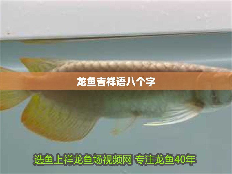 龍魚吉祥語八個字