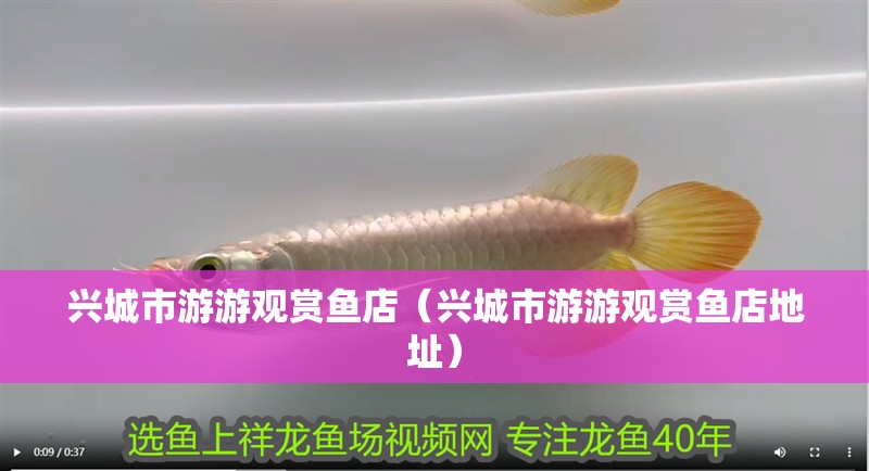 興城市游游觀賞魚店（興城市游游觀賞魚店地址）