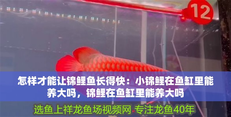 怎樣才能讓錦鯉魚長得快：小錦鯉在魚缸里能養(yǎng)大嗎，錦鯉在魚缸里能養(yǎng)大嗎