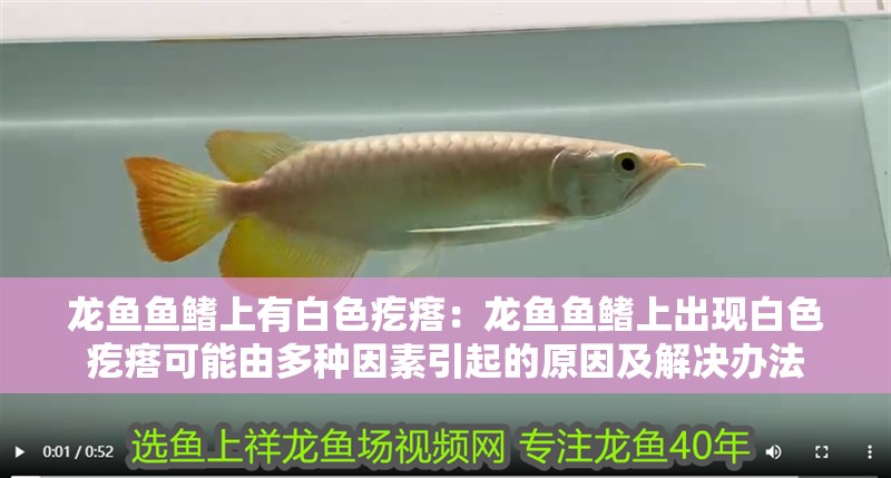 龍魚魚鰭上有白色疙瘩：龍魚魚鰭上出現白色疙瘩可能由多種因素引起的原因及解決辦法