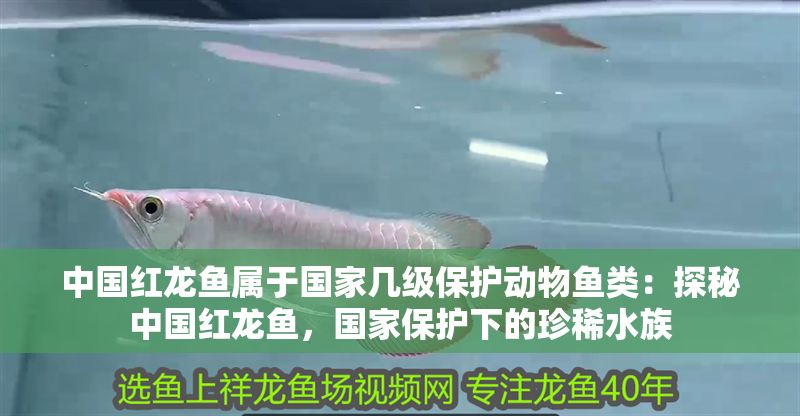 中國紅龍魚屬于國家幾級保護動物魚類：探秘中國紅龍魚，國家保護下的珍稀水族