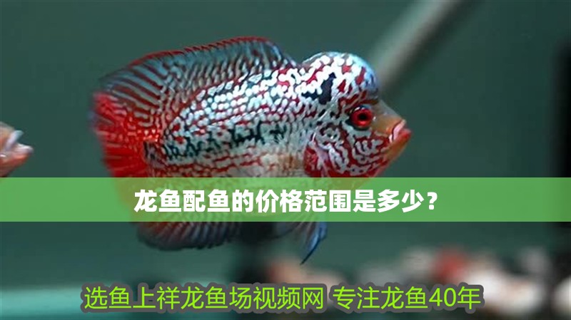 龍魚配魚的價格范圍是多少？