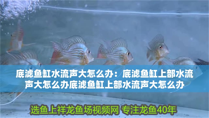 底濾魚缸水流聲大怎么辦：底濾魚缸上部水流聲大怎么辦底濾魚缸上部水流聲大怎么辦