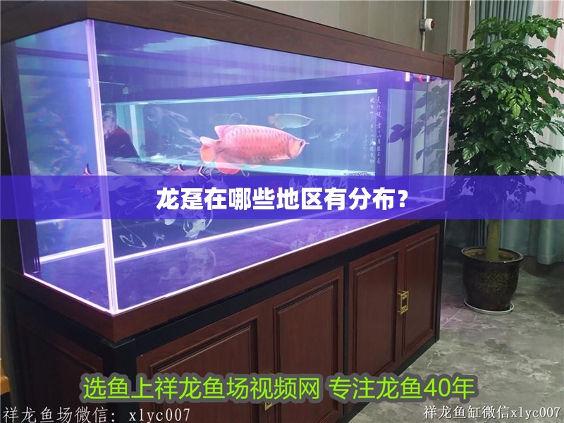 龍躉在哪些地區有分布？