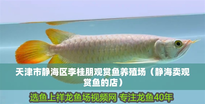 天津市靜海區李桂朋觀賞魚養殖場（靜海賣觀賞魚的店）