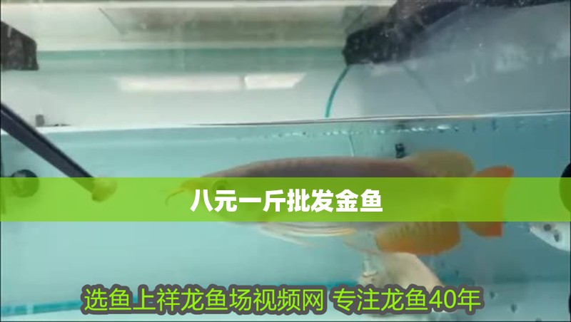 八元一斤批發(fā)金魚(yú)