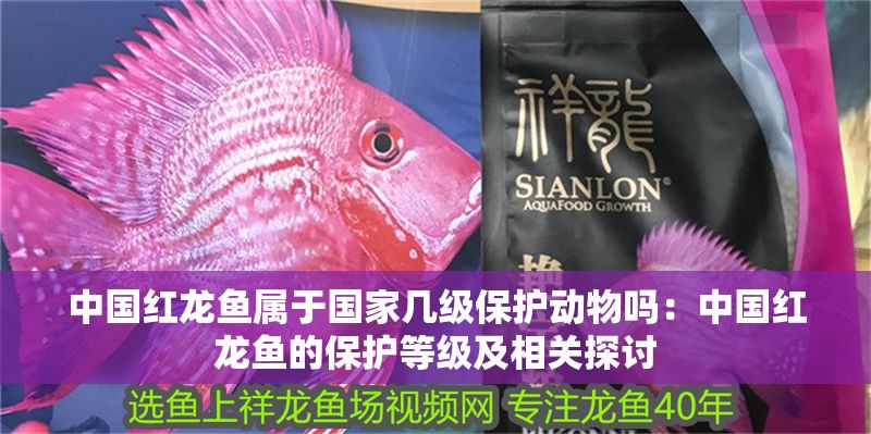 中國紅龍魚屬于國家幾級保護動物嗎：中國紅龍魚的保護等級及相關探討