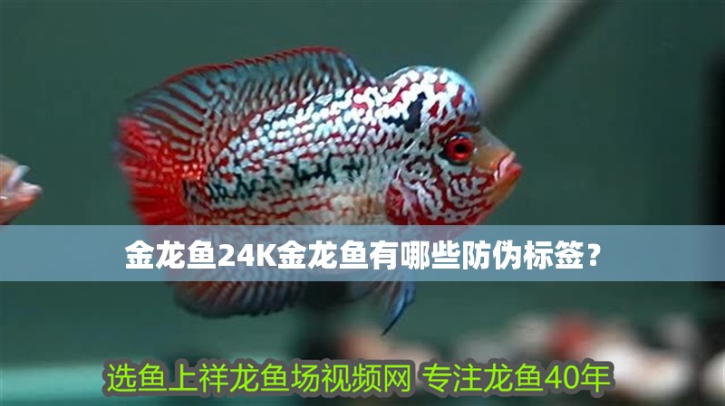 金龍魚24K金龍魚有哪些防偽標簽？