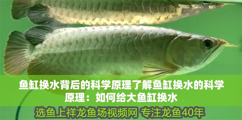 魚缸換水背后的科學原理了解魚缸換水的科學原理：如何給大魚缸換水
