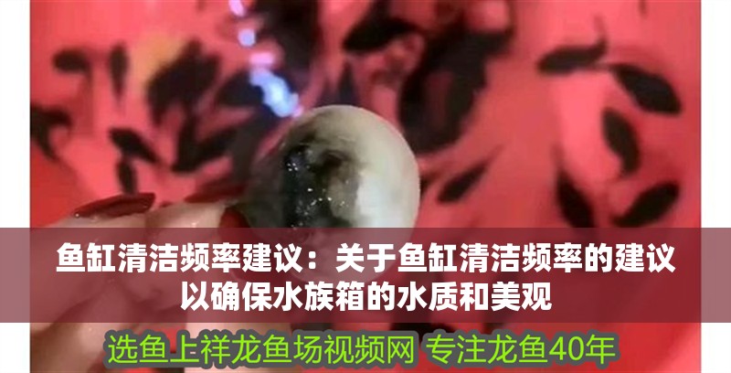 魚缸清潔頻率建議：關于魚缸清潔頻率的建議以確保水族箱的水質和美觀