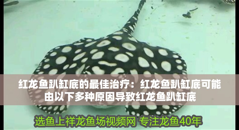 紅龍魚趴缸底的最佳治療：紅龍魚趴缸底可能由以下多種原因導致紅龍魚趴缸底