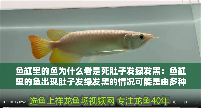 魚缸里的魚為什么老是死肚子發綠發黑：魚缸里的魚出現肚子發綠發黑的情況可能是由多種因素引起的