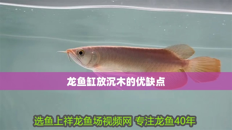 龍魚缸放沉木的優缺點