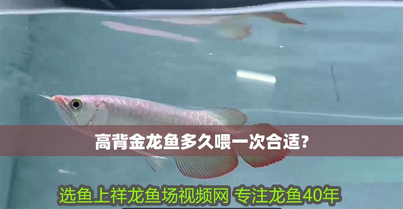 高背金龍魚多久喂一次合適？