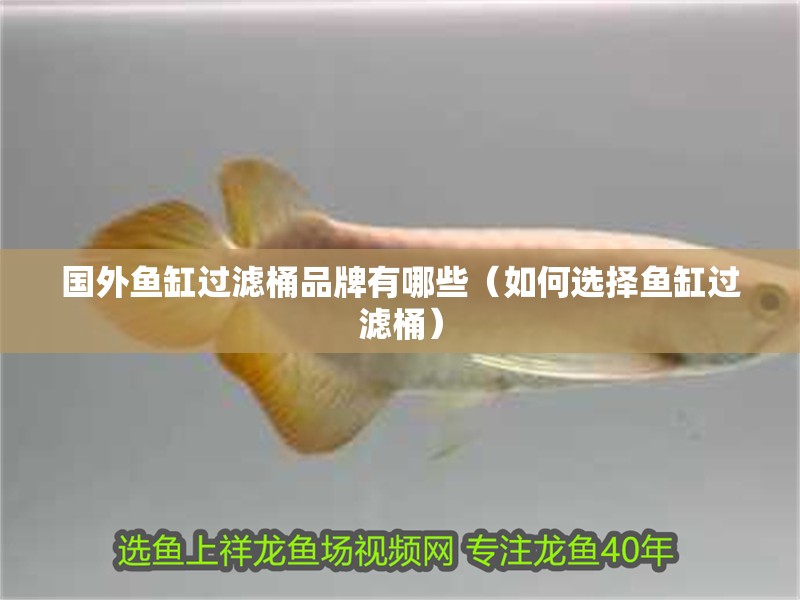 國外魚缸過濾桶品牌有哪些（如何選擇魚缸過濾桶）
