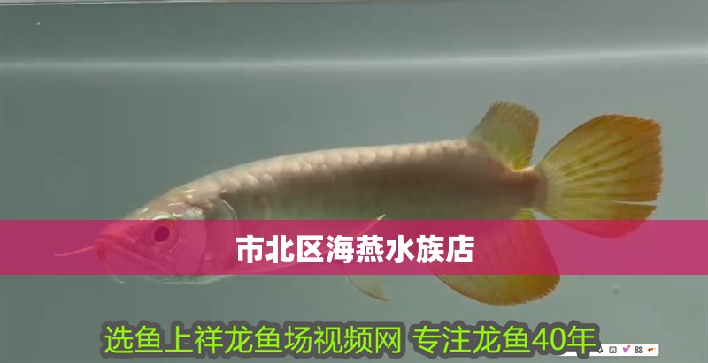 市北區海燕水族店