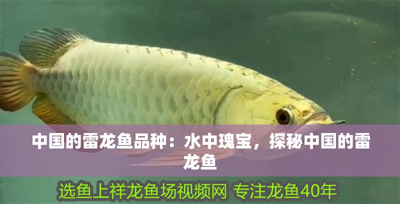 中國(guó)的雷龍魚品種：水中瑰寶，探秘中國(guó)的雷龍魚