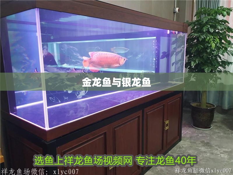 金龍魚與銀龍魚