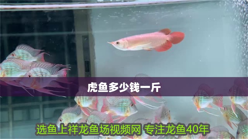 虎魚多少錢一斤