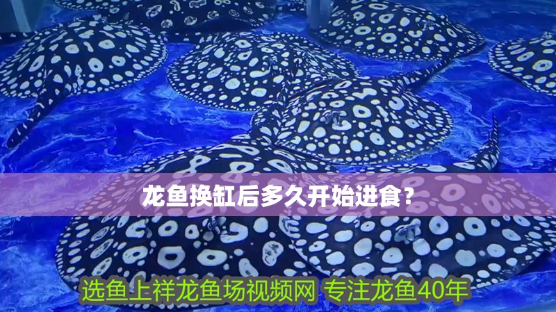 龍魚(yú)換缸后多久開(kāi)始進(jìn)食？