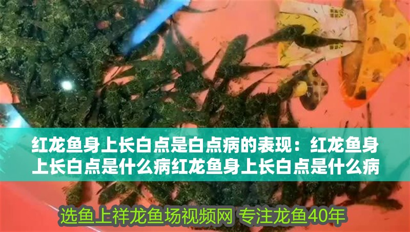 紅龍魚身上長白點是白點病的表現(xiàn)：紅龍魚身上長白點是什么病紅龍魚身上長白點是什么病