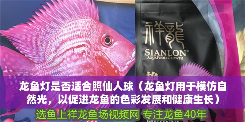 龍魚燈是否適合照仙人球（龍魚燈用于模仿自然光，以促進龍魚的色彩發展和健康生長）