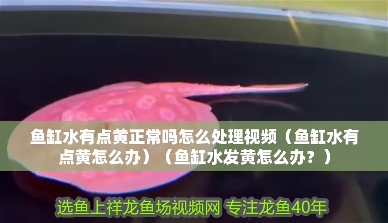 魚缸水有點黃正常嗎怎么處理視頻（魚缸水有點黃怎么辦）（魚缸水發黃怎么辦？）