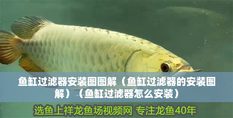 魚缸過濾器安裝圖圖解（魚缸過濾器的安裝圖解）（魚缸過濾器怎么安裝）