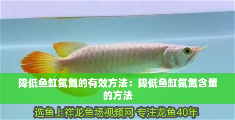 降低魚缸氨氮的有效方法：降低魚缸氨氮含量的方法
