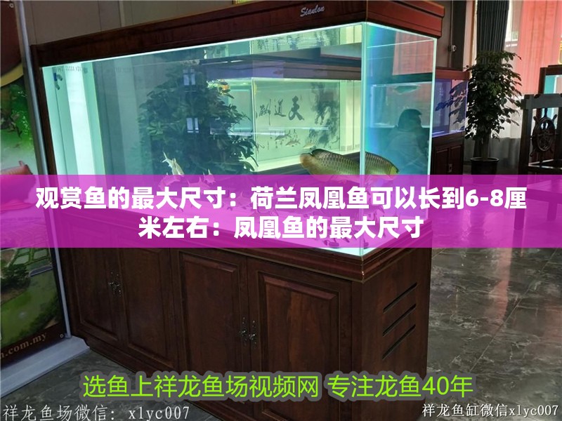 觀賞魚的最大尺寸：荷蘭鳳凰魚可以長到6-8厘米左右：鳳凰魚的最大尺寸