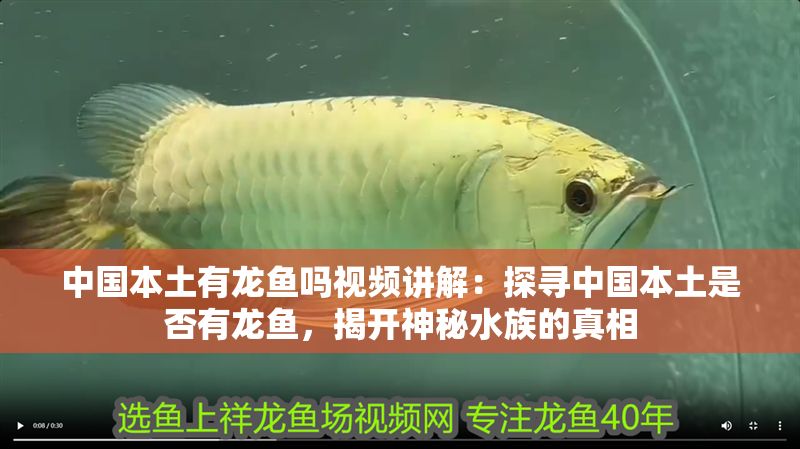 中國本土有龍魚嗎視頻講解：探尋中國本土是否有龍魚，揭開神秘水族的真相