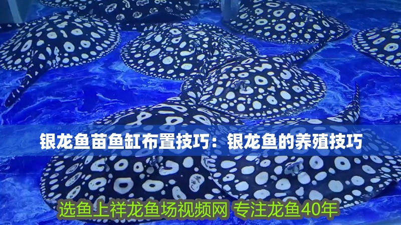 銀龍魚苗魚缸布置技巧：銀龍魚的養殖技巧