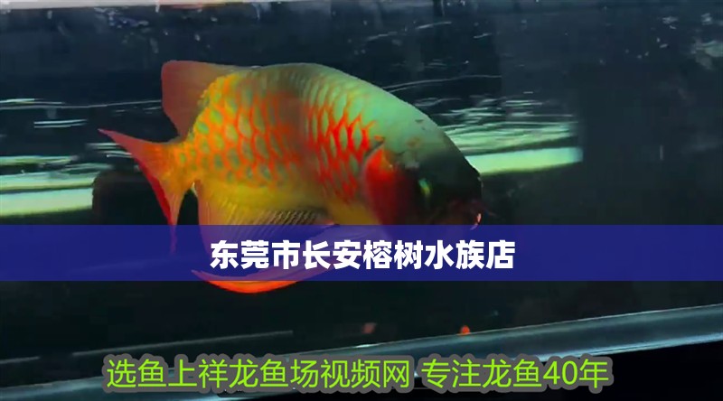東莞市長安榕樹水族店